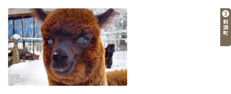 ビバアルパカ牧場